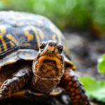 Turtle Found In Passenger Pants in Newark EWR