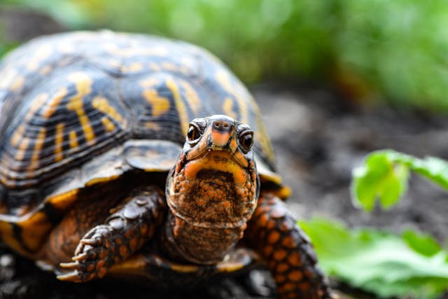 Turtle Found In Passenger Pants in Newark EWR