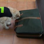 Police Dog