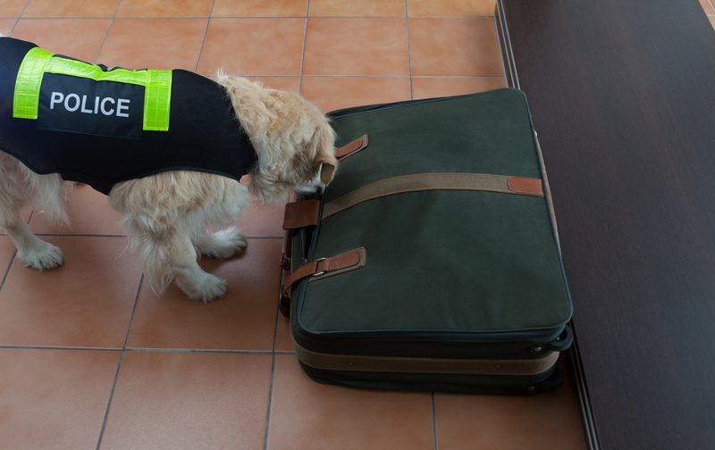 Police Dog